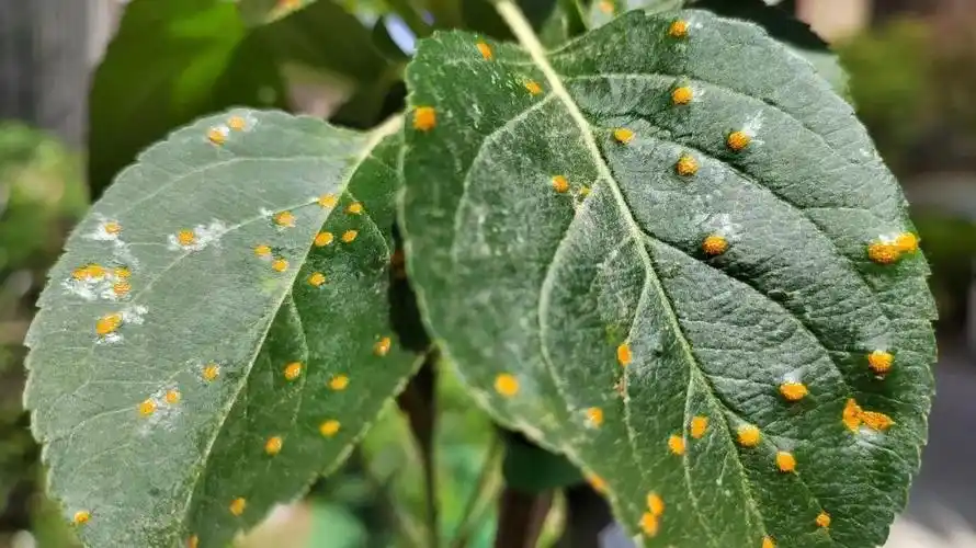 苹果锈病及腐烂病防治技术