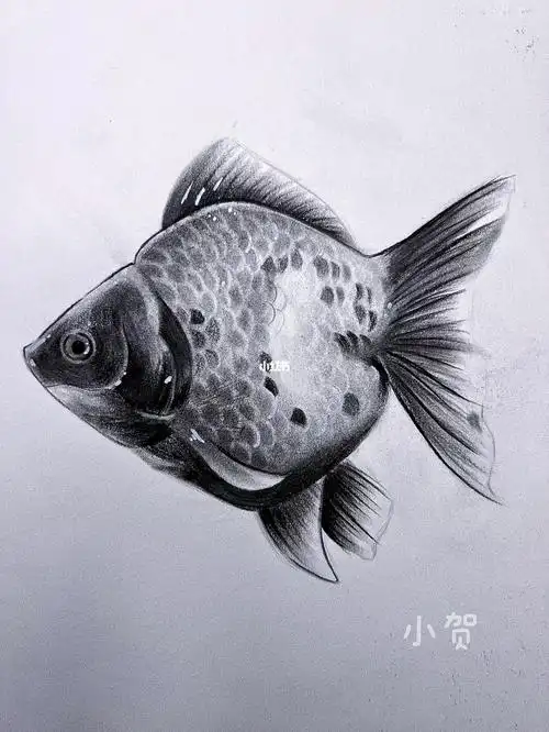素描鱼