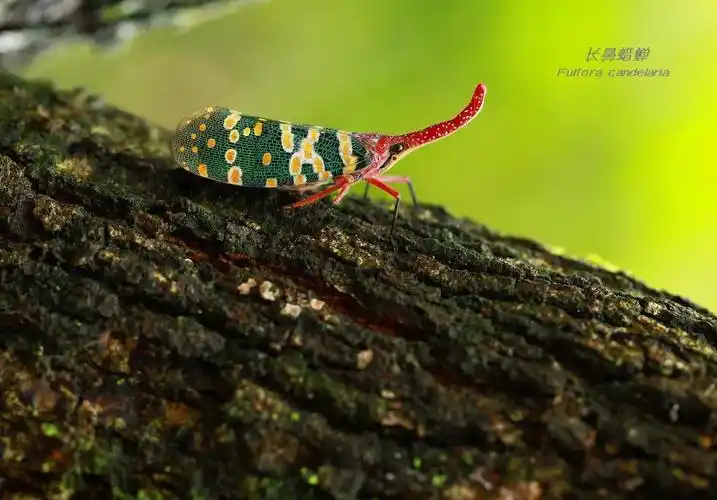 这虫子叫长鼻蜡蝉