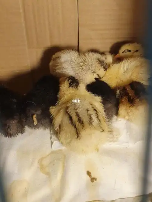 小鸡  #可爱的小鸡  #睡觉  #睡觉的小鸡