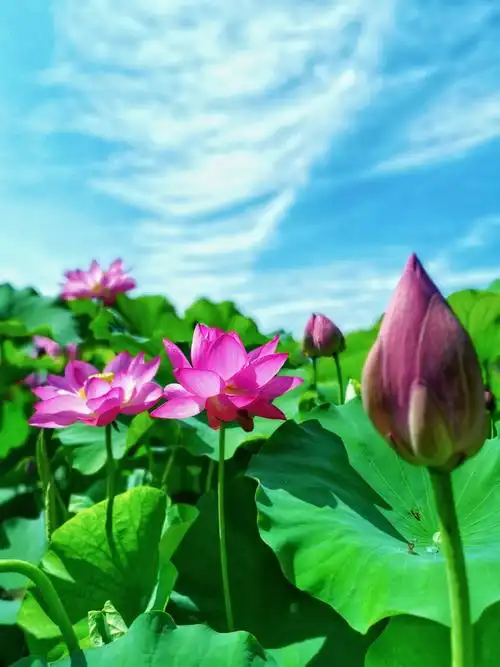 蓝天白云荷花红