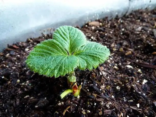 草莓多久发芽(冬天草莓多久发芽)_植物知识网