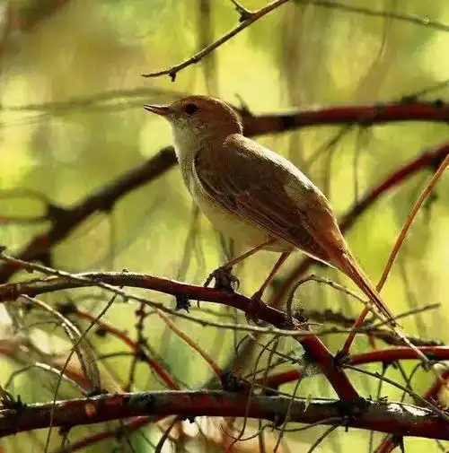 沧海一粟等16人百鸟争鸣同题微诗夜莺心香文艺