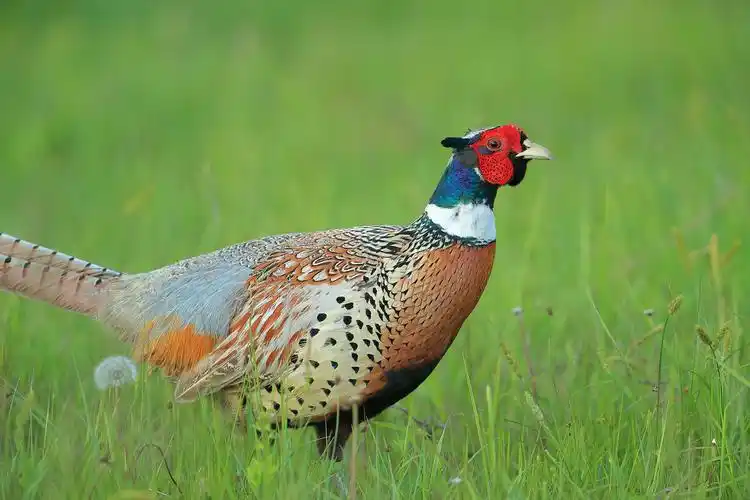 春天的七彩山鸡