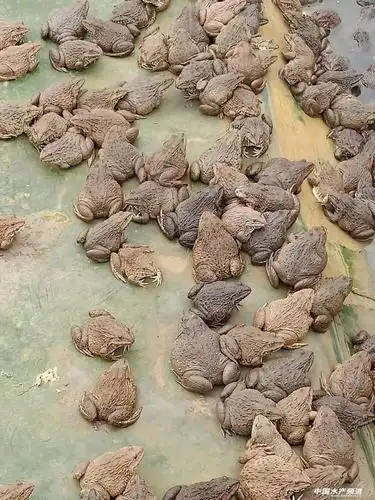 广东压塘泰蛙冲上热搜上千名蛙农紧急诉求