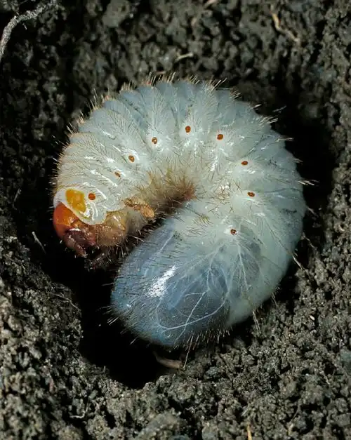 蛴螬通过摩擦自己的下颚发出"嘎吱嘎吱"的鸣声,或许是在向附近的其他