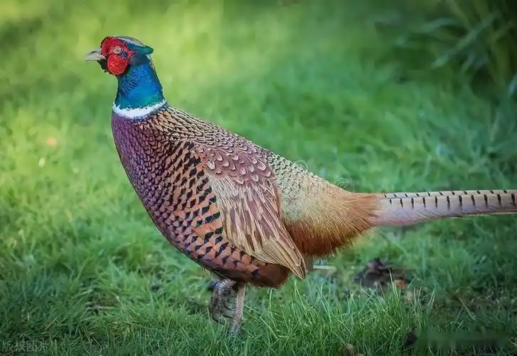 在中国,野鸡也曾一度被视为美味佳肴.
