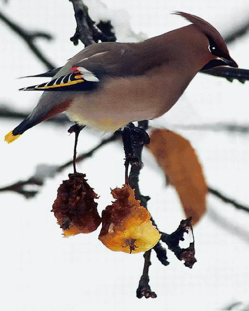 会动的花鸟画实在美!