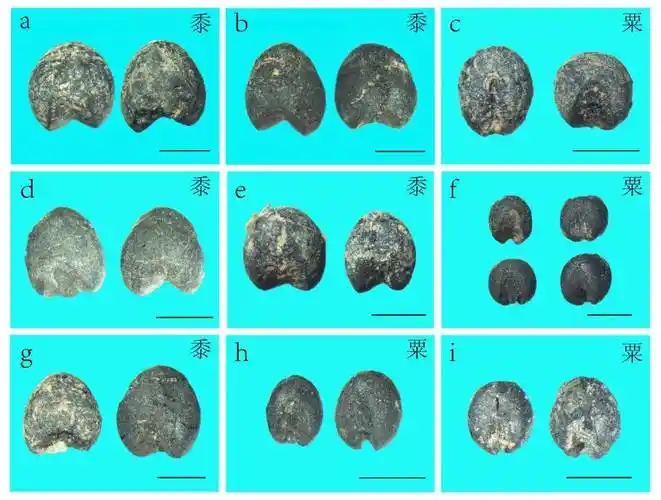陕西桑拿品茶品茶攻略┿(徴)〖⒈1⒈⒉61⒏⒉〗新茶.嫩茶.品茶.喝茶.
