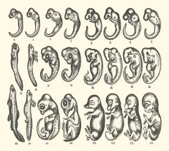 脊椎动物胚胎发育对比图动物身上带有退化的,萎缩的或不发育的残迹