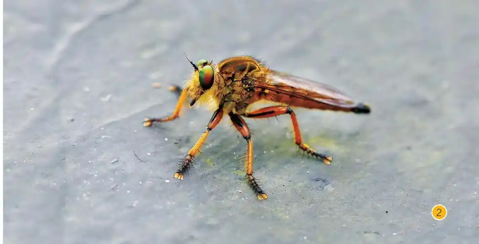 食虫虻-南岭自然观察-专业词典