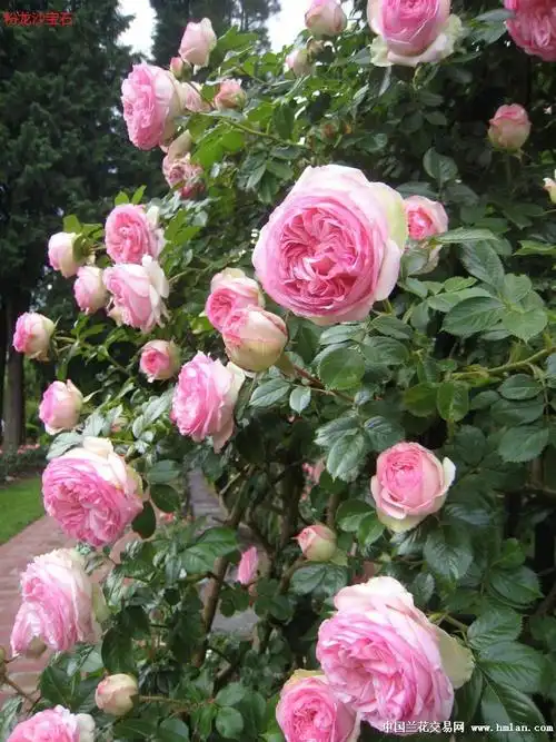 漂亮-月季苗(6个藤本品种)8