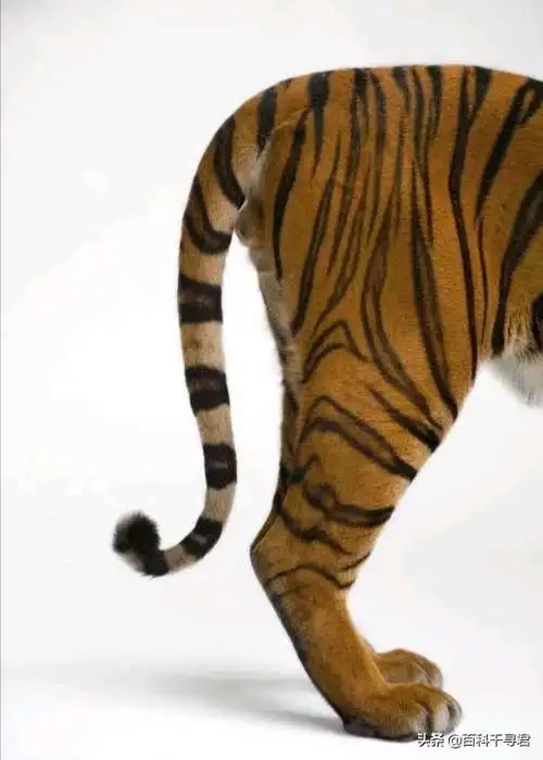 老虎的尾巴到底有没有传说中那么厉害