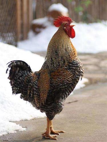 农家散养当天现捡现发可孵化可食用芦花鸡受精蛋种蛋