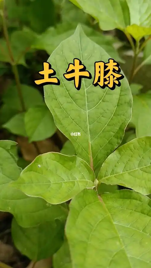 土牛膝别名有牛舌头倒扣草倒钩草铁