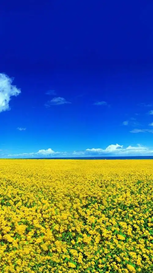 清新唯美的油菜花