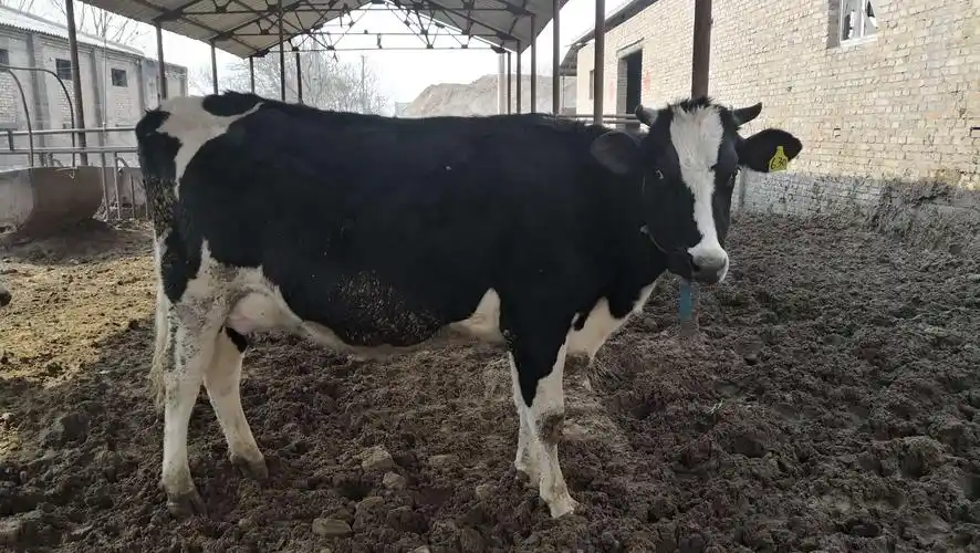 原来大家叫我黑白花奶牛,现在我有个更酷的名字,荷斯坦奶牛!