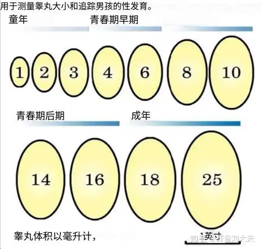 平均睾丸大小是多少?睾丸产生主要的男性性激素睾丸激素以及精子.