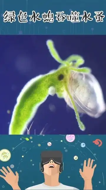 绿色水螅吞噬水蚤,物竞天择,适者生存