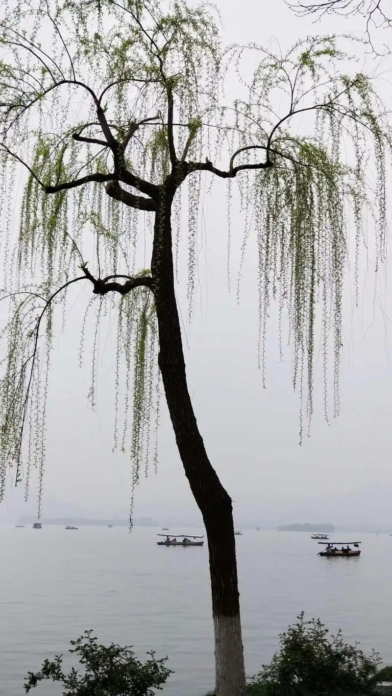 浙江杭州:詹晓东镜头里的西湖垂柳(图)