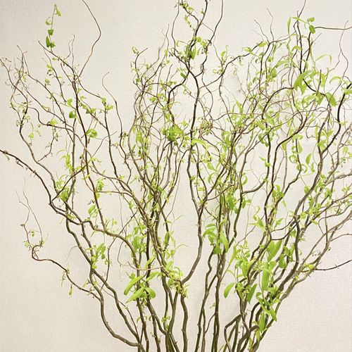 龙柳鲜枝水培植植物室内客厅大型易活观叶水养长根时令草本花卉