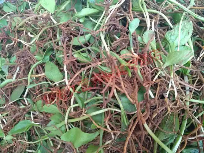 康中尊贵州新鲜蛇吐须500g野生一支箭中草药原材料材蛇咬子青藤瓶尔