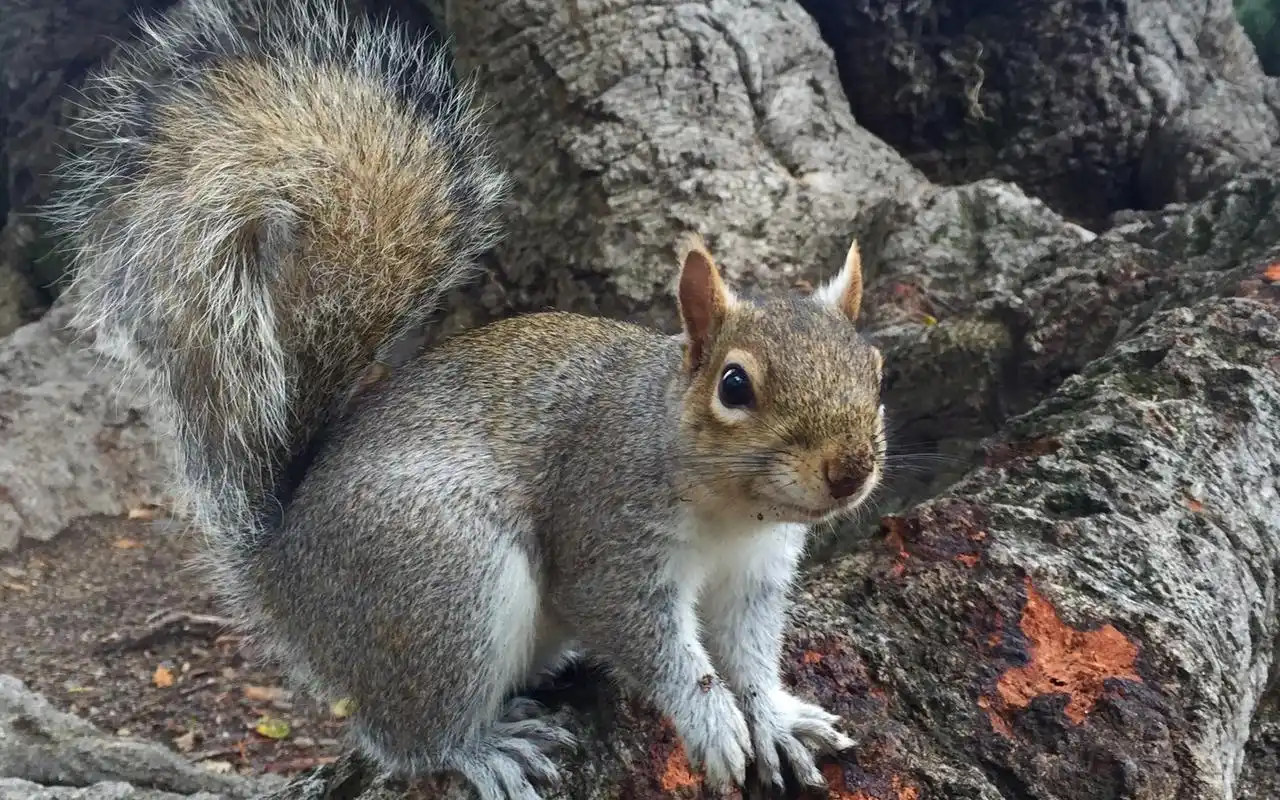 可爱的野生松鼠图片桌面壁纸下载