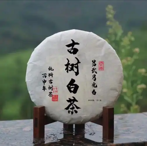 古树白茶