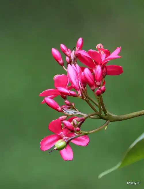 一组清新美丽的小花