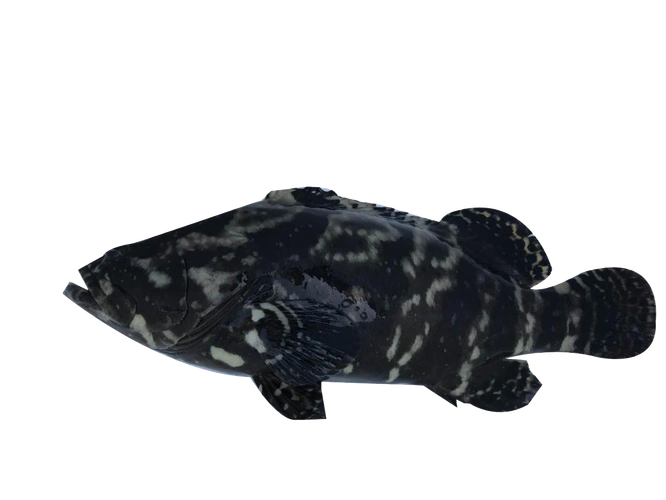 珍珠龙胆(龙虎斑)蓝瓜子体色为蓝黑色带不规则白色斑点,幼鱼期全身鳍