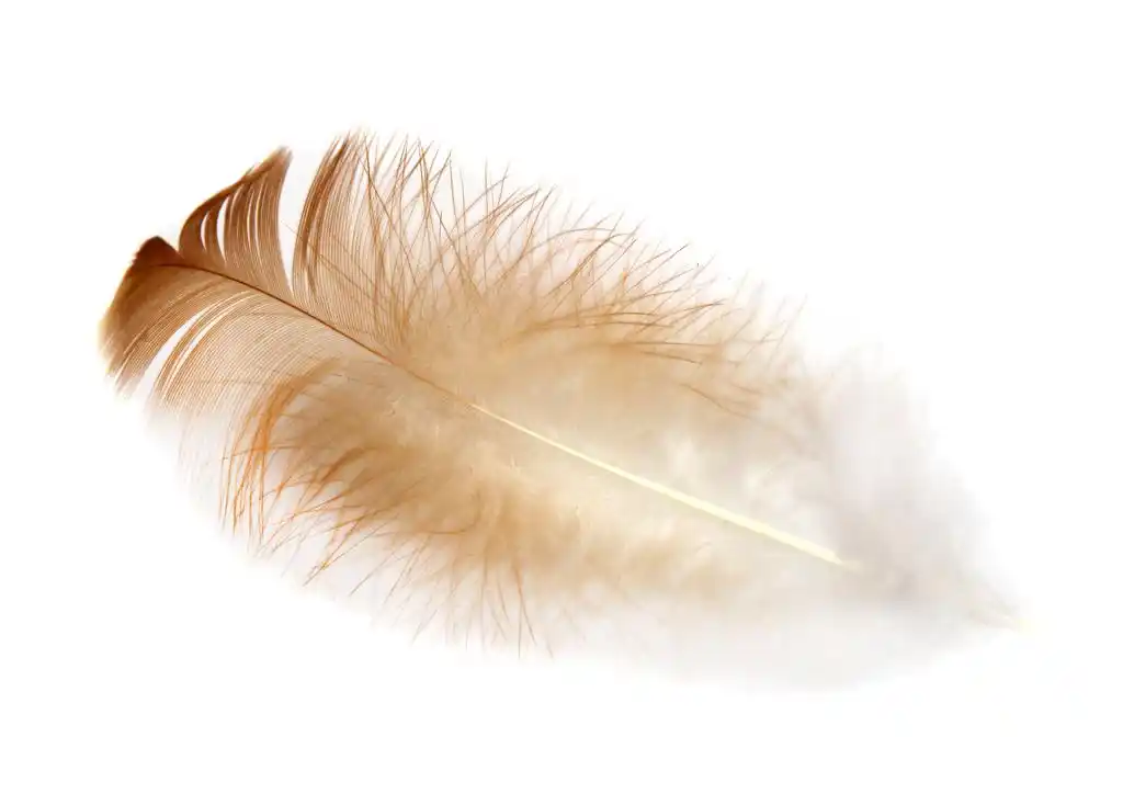 羽毛,在白色背景上孤立的一根羽毛