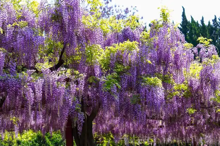 嘉定紫藤园