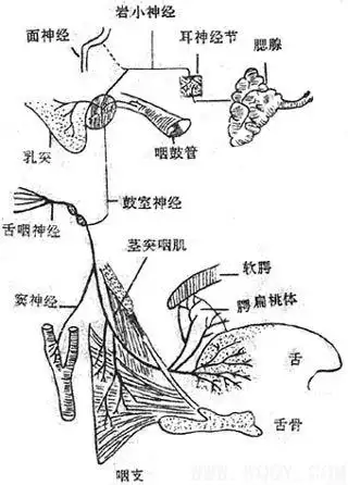 又称翼下颌间隙,位于翼内肌与下颌支之间,其前界为颞肌及下颌骨冠突