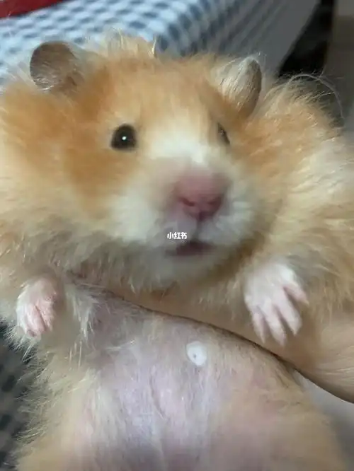 求救金丝熊肚子上的是什么呀