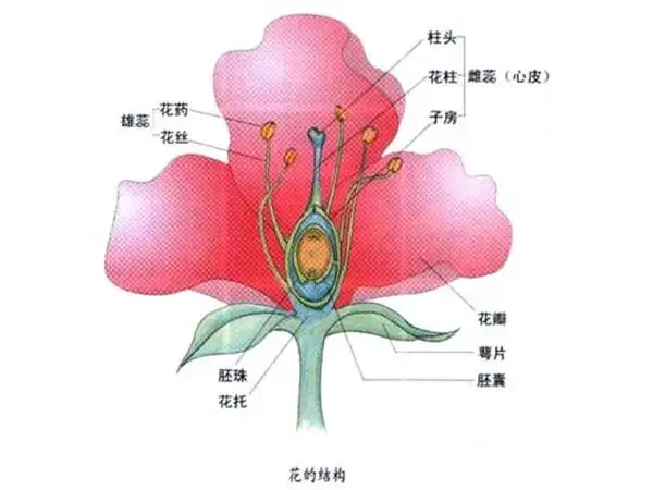 那么这个花程式也就是说,百合的花是辐射对称花,花被两轮,每轮三片