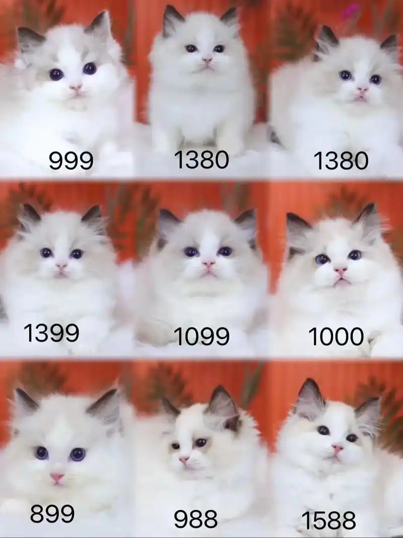 给大家说下我们猫舍其他布偶的价格 1,宠物级布偶猫价格:在2000  2