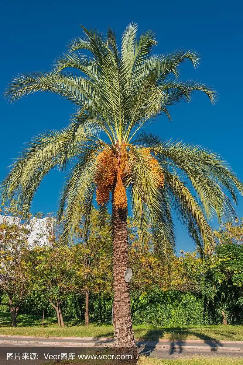 蓝天前的枣椰树