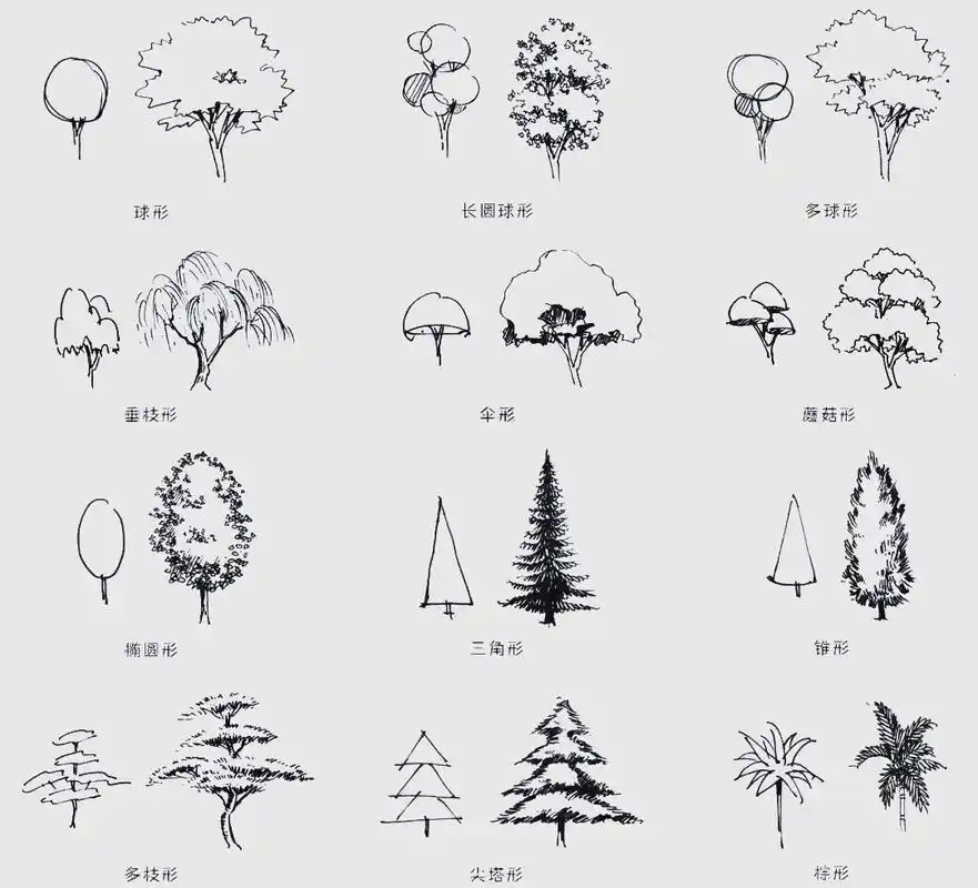 快速掌握手绘植物配景及树木画法技巧