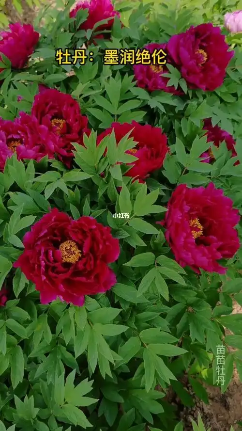 牡丹品种墨润绝伦
