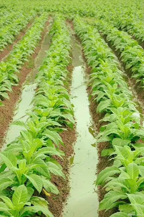 莴笋种植技术与管理