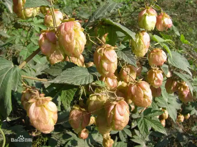 啤酒花为多年生草本植物.蔓长6m以上,通体密生细毛,并有倒刺.