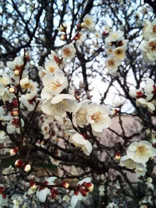 february plum blossoms