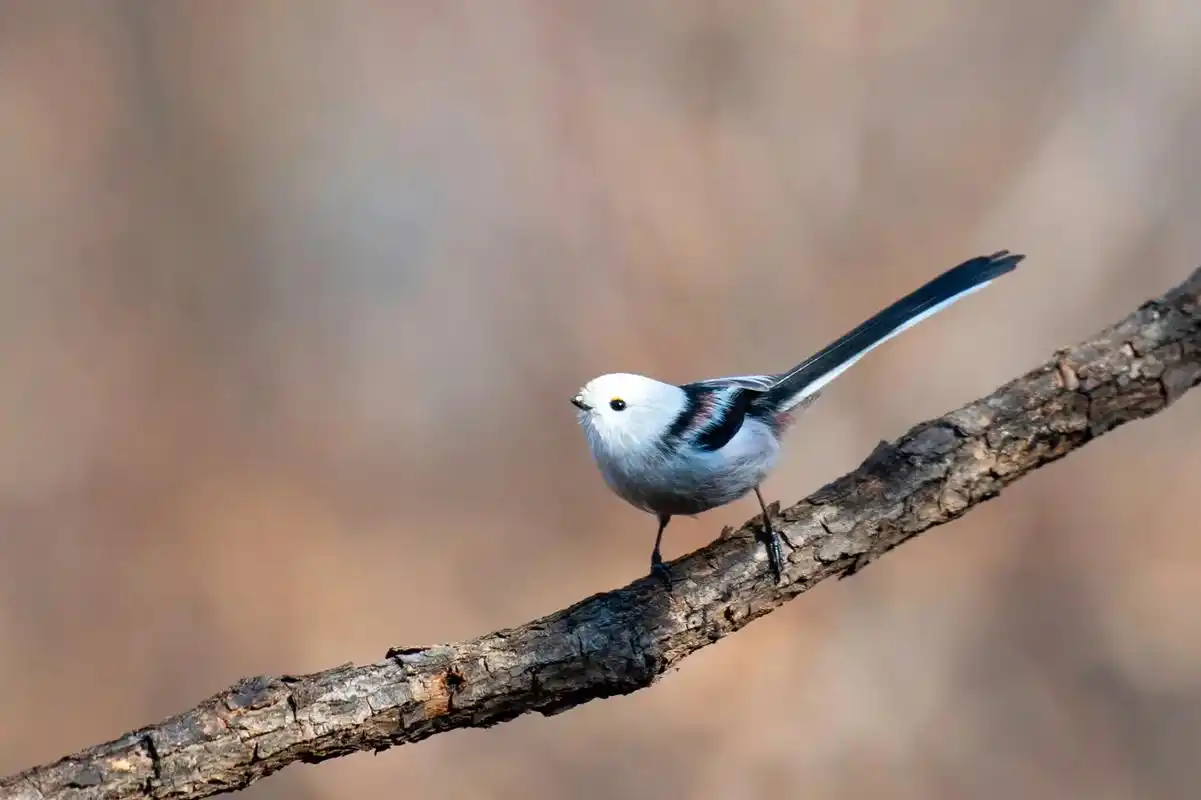 银喉长尾山雀#野生鸟类摄影 - 抖音