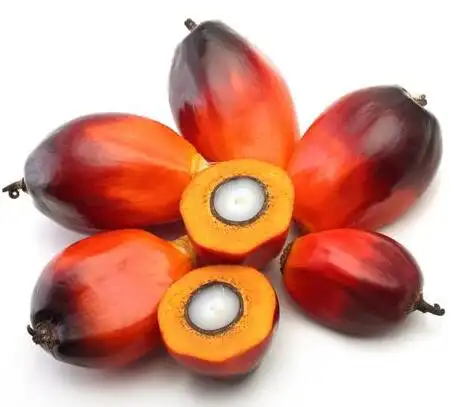 buy indonesia palm kernel shell,palm nuts processing,red palm