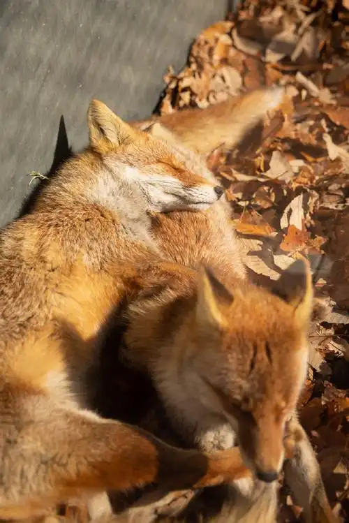 狐狸##赤狐##动物园