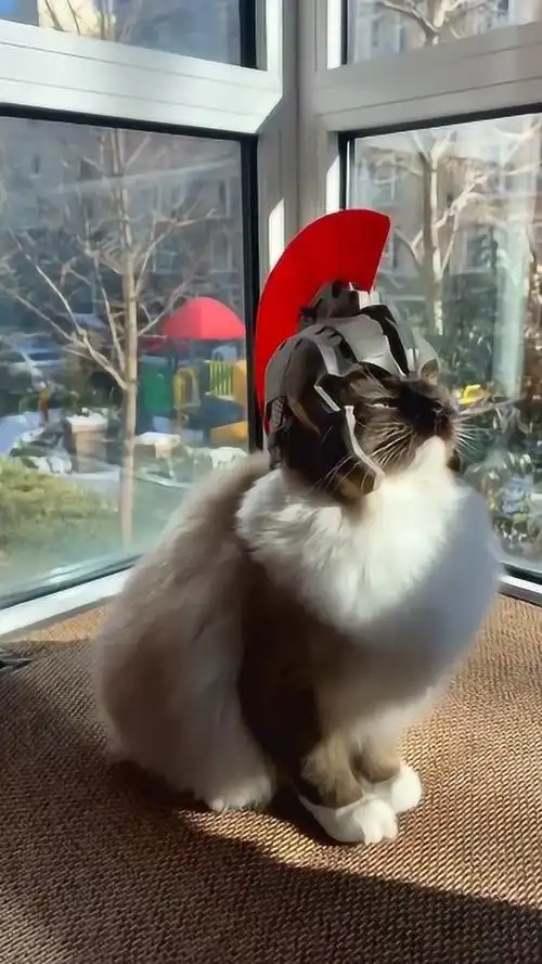 这是一只战斗猫雄赳赳气昂昂一看就是受过专业训练的猫咪