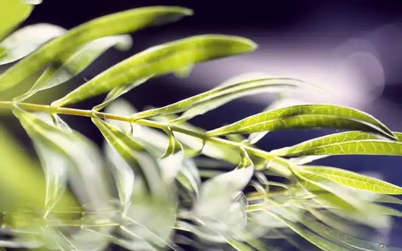 那一抹绿的感觉20张