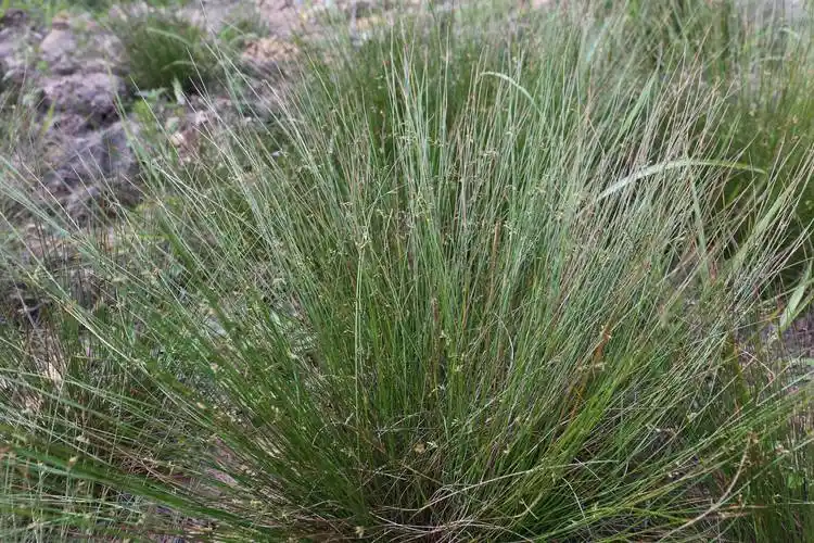 庆元植物1434灯心草科灯心草属野灯心草