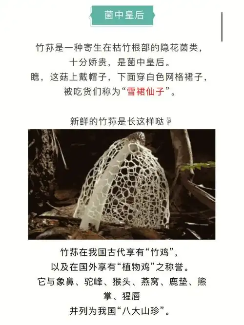 7615功效与作用76157615补充营养,健脾益胃7615竹荪