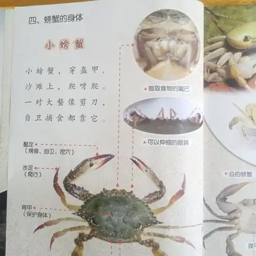 能知道虾蟹的名称及它的身体部位名称 2.能分辨虾子的步足和泳足 3.